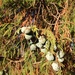Juniperus poblana - Photo (c) Bodo Nuñez Oberg,  זכויות יוצרים חלקיות (CC BY-NC), הועלה על ידי Bodo Nuñez Oberg