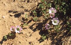 Anisodontea dissecta