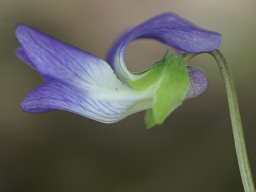 Viola sororia var. sororia