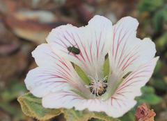 Anisodontea dissecta