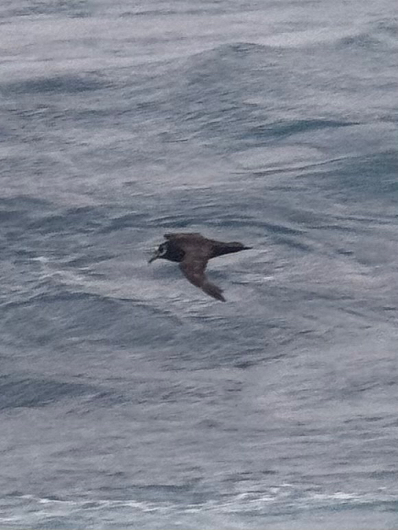Spectacled Petrel illustration