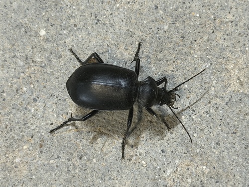 Calosoma prominens photo 3