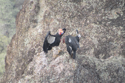 California Condor photographed in California
