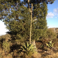 Agave salmiana ferox
