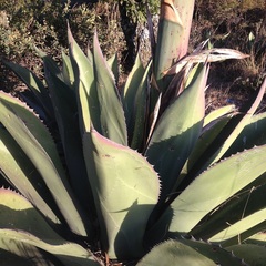 Agave salmiana ferox