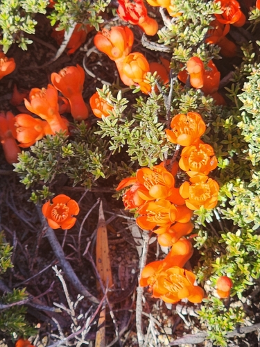 Native pomegranate (Balaustion pulcherrimum)