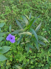 Ruellia simplex image