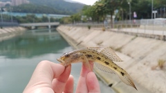 Glossogobius giuris