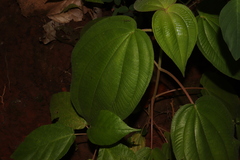 Miconia matudae