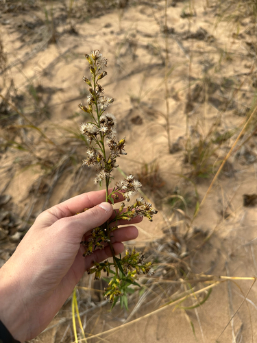 Dune Goldenrod (Solidago gillmanii)