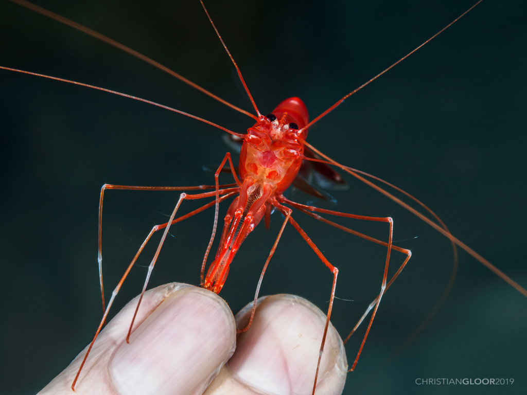 Barbouriidae
