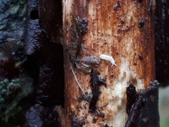 Protaphorura