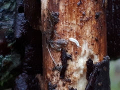 Protaphorura