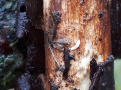 Protaphorura