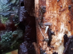 Protaphorura