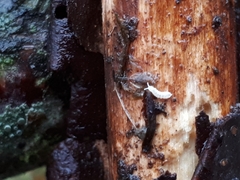 Protaphorura