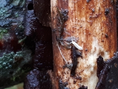 Protaphorura