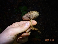 Clitocybe vibecina