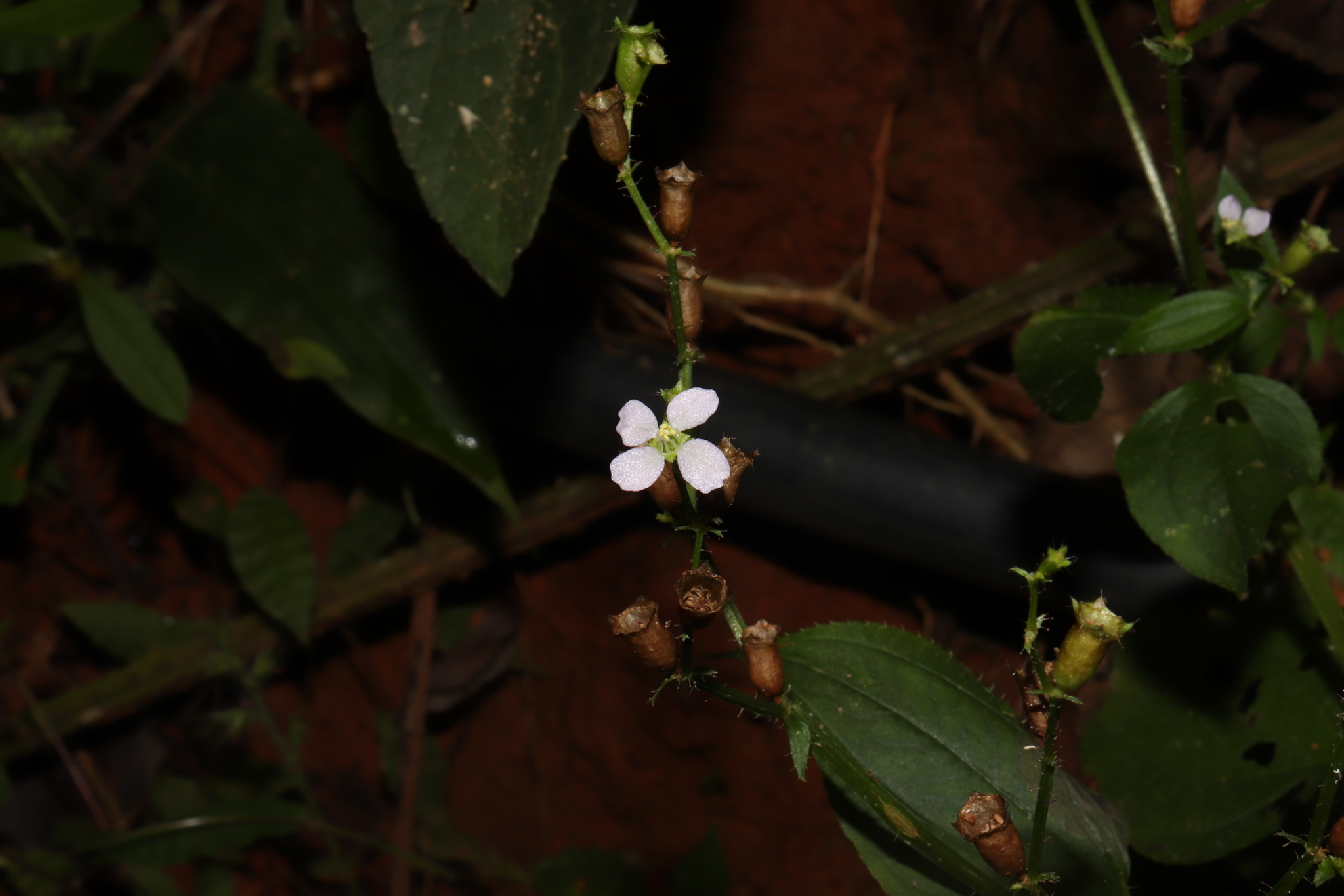 Arthrostemma alatum