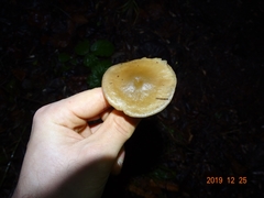 Clitocybe vibecina