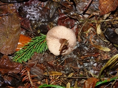 Clitocybe vibecina