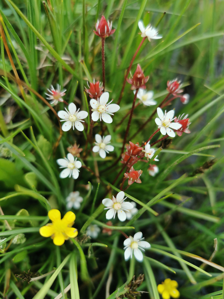 Micranthes dungbooi