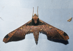 Adhemarius roessleri