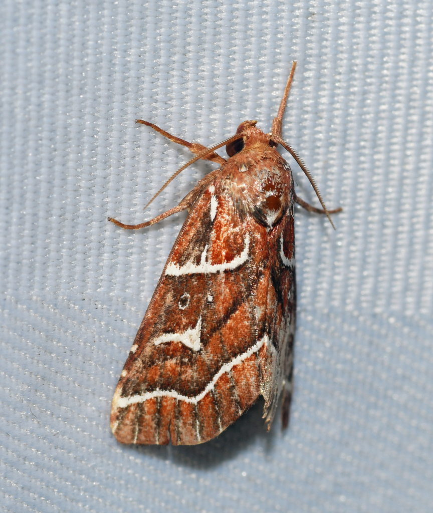 Selambina trajiciens