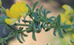 Argyrolobium pachyphyllum