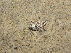 Lichnoptera