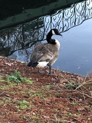 Branta canadensis