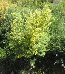 Argyrolobium pachyphyllum