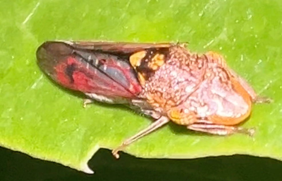 Homalodisca spottii