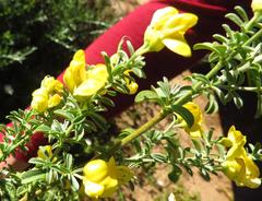 Argyrolobium pachyphyllum