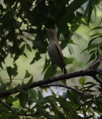 Acrocephalus dumetorum