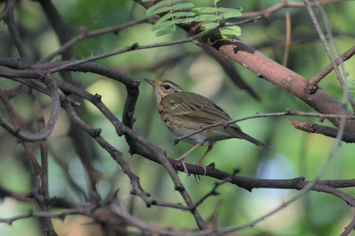 Olive-backed Pipit, Dr Babasaheb Ambedkar Marathwada University Campus, Chhatrapati Sambhajinagar, Maharashtra, India, photo 10 of 10