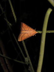 Polygrammodes hercules