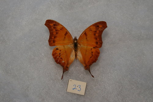 Club-tailed Squire