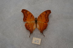 Polyura zoolina