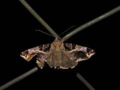 Calyptis semicuprea