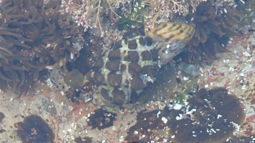Arakawania marginalba