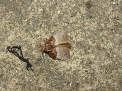 Euglyphis consolabilis