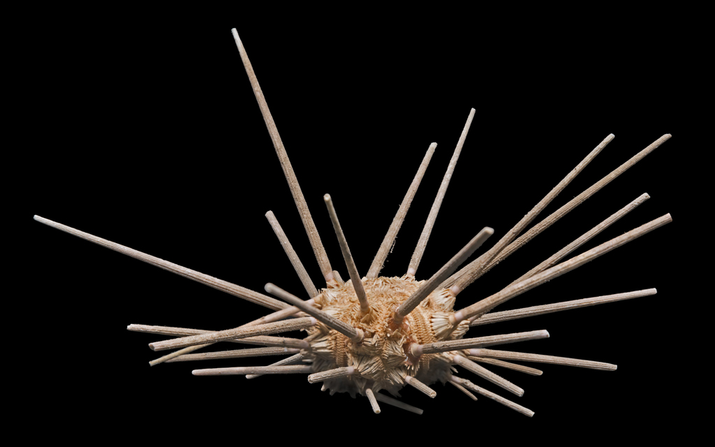 Cidaris cidaris