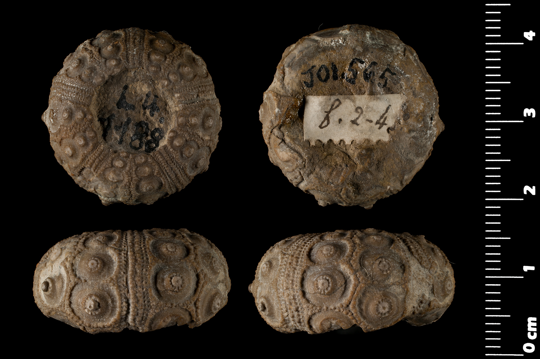 Cidaris fossil hi-res stock photography and images - Alamy