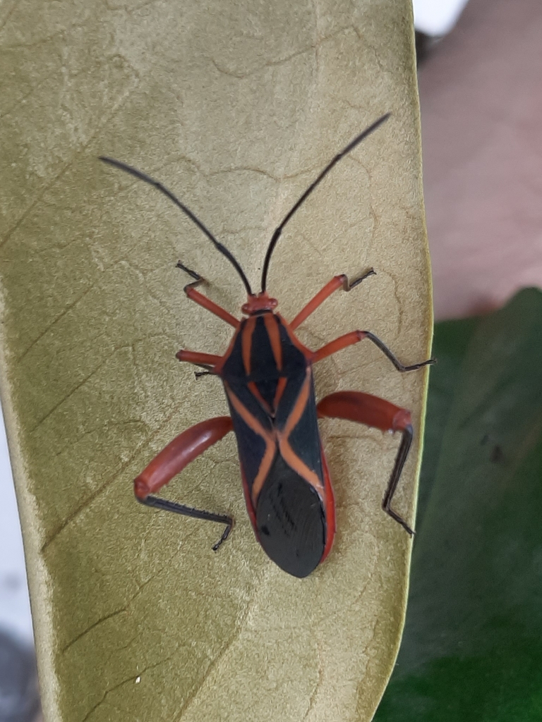 Machtima crucigera