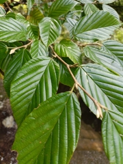 Corylopsis multiflora