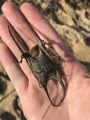 Leucoraja erinaceus