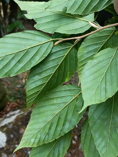Corylopsis multiflora, photograph 2