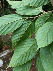 Corylopsis multiflora, photograph (c) Yinling Chen, some rights reserved (CC BY)