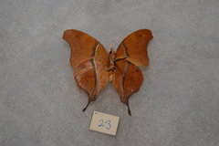 Polyura zoolina